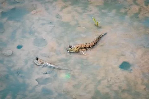 Mudskipper has a cylindrical body. It has a large head, two eyes, large and p Stock Photos