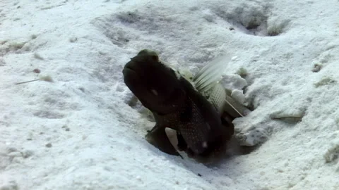 Mudskipper at His Burrow on a Tropical Beach Stock Footage 334913185