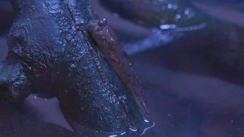 Mudskipper On a Log At Night Stock Footage 98013282