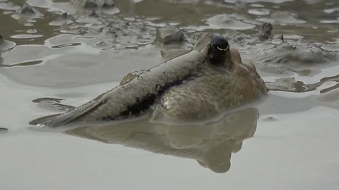 Mudskipper, Malaysia Stock Footage 113219094