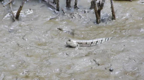 Mudskipper in mangrove forest Stock Footage 44101746