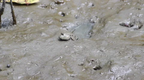 Mudskipper in mangrove forest Stock Footage 44103787