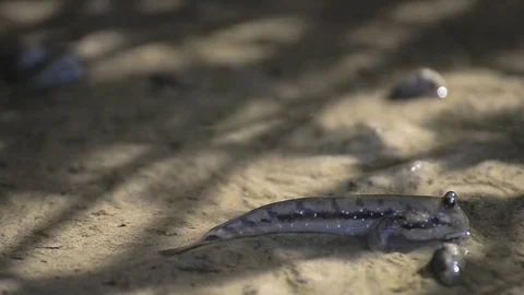 Mudskipper in mangrove forest Stock Footage 75025936