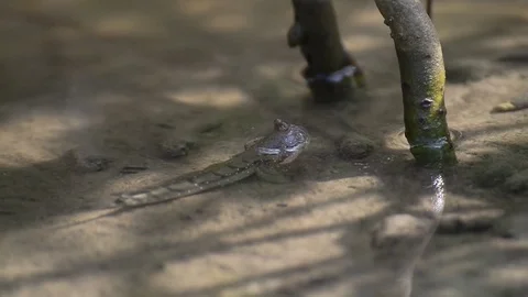 Mudskipper in mangrove forest Stock Footage 75034265