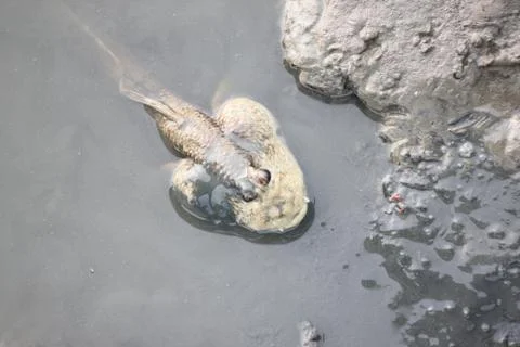 Mudskipper in mangrove forest. Foto stock