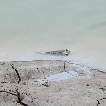 Mudskipper in a mangrove forest Stock Photos