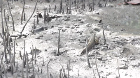 Mudskipper in mangrove forest, video HD Stock Footage 51801295