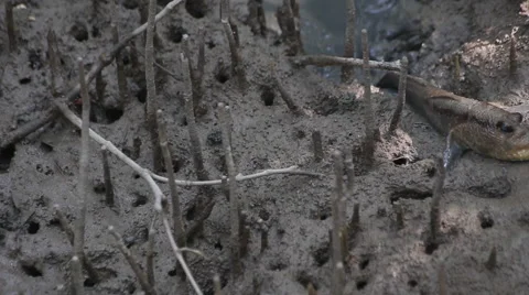 Mudskipper in mangrove forest, video HD Stock Footage 51801630