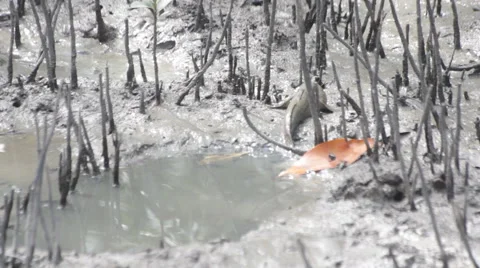 Mudskipper in mangrove forest, video HD Stock Footage 52051749