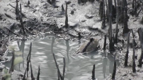 Mudskipper in mangrove forest, video HD Stock Footage 52051804