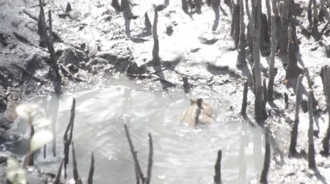 Mudskipper in mangrove forest, video HD Stock Footage 52052323