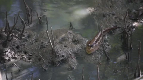 Mudskipper in mangrove forest, video HD Stock Footage 52052398