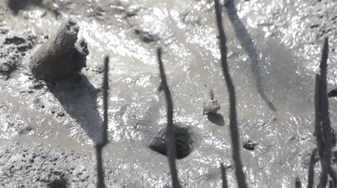Mudskipper in mangrove forest, video HD Stock Footage 52052571