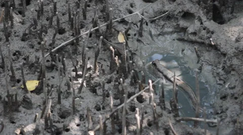Mudskipper in mangrove forest, video HD Stock Footage 52052681