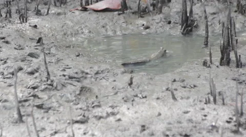 Mudskipper in mangrove forest, video HD Stock Footage 52052754