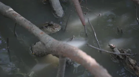 Mudskipper in mangrove forest, video HD Stock Footage 52549662
