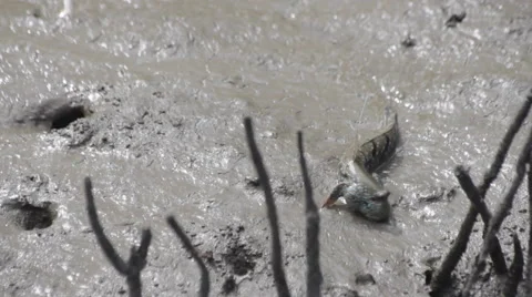 Mudskipper in mangrove forest, video HD Stock-Footage 52549825