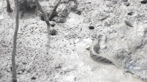 Mudskipper in mangrove forest, video HD Stock Footage 52549977