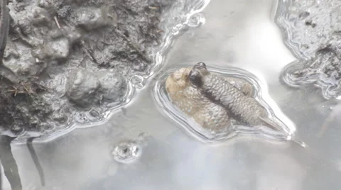 Mudskipper in mangrove forest, video HD Stock Footage 53131165