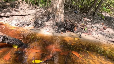 Mudskipper Moving Among Mangrove Roots in Shallow Water Stockbeeldmateriaal 313787458