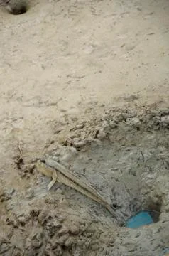 The mudskipper is moving out of the hole. Stock Photos