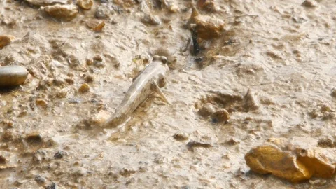 Mudskipper moving over muddy terrain Video stock 106238711