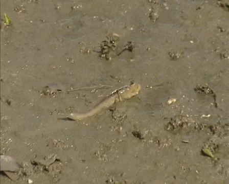 Mudskipper in mud of tidal pool Stock Footage 20516466