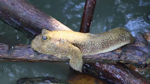 Mudskipper Napping Happily on Mangrove Tree branch, Gulf of Thailand Stock Footage 329375678