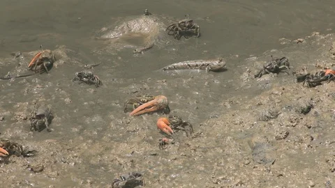 Mudskipper or Amphibios fish crawl on mud at mangrove forest. Stock Footage 107547567