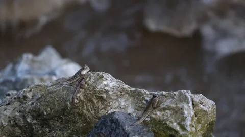 Mudskipper or Amphibious fish Vidéo 63991295