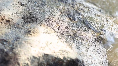 The mudskipper or Amphibious fish Stock Footage 71073601