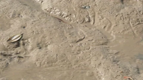 Mudskipper or amphibious fish on the mud Stock Footage 165427911