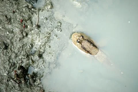 Mudskipper or amphibious fish Stock Photos