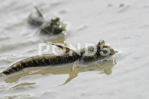 Mudskipper or amphibious fish in swamp Stock Photos