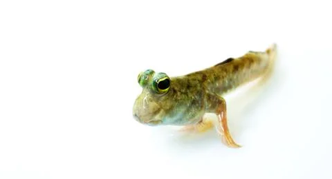 Mudskipper Stock Photos