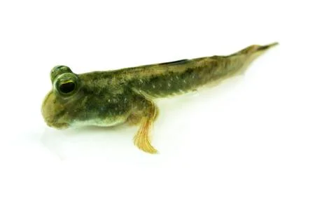 Mudskipper Stock Photos