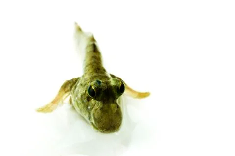 Mudskipper Stock Photos