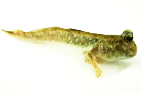 Mudskipper Stock Photos