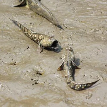 Mudskipper Stock Photos