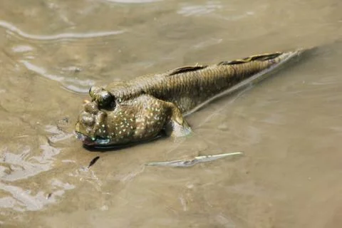 Mudskipper Stock Photos