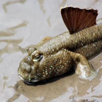 Mudskipper Stock Photos