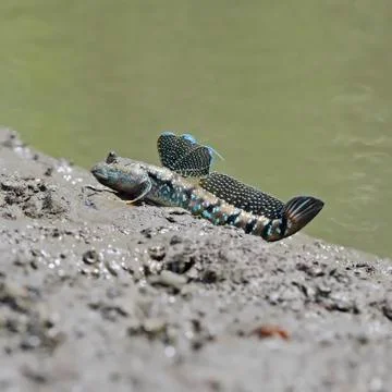Mudskipper Stock Photos