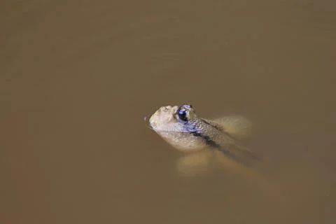 Mudskipper Stock Photos