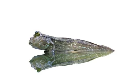Mudskipper Stock Photos