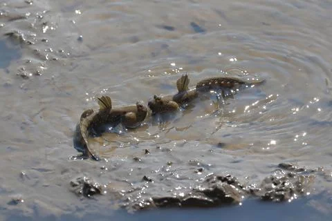 Mudskipper Stock Photos