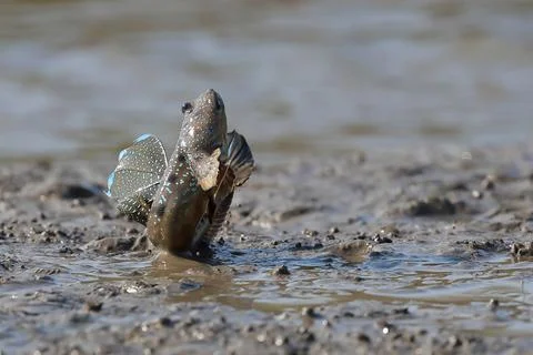 Mudskipper Stock Photos