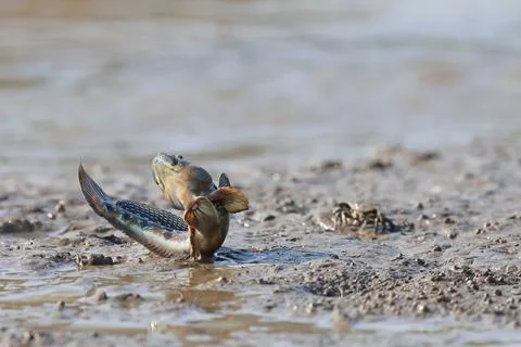 Mudskipper Stock-Fotos
