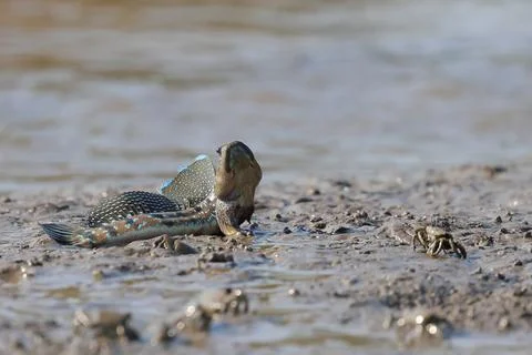 Mudskipper Stock Photos
