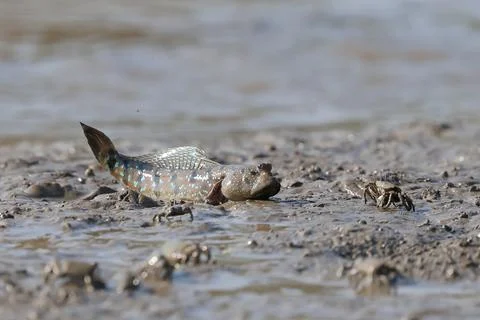Mudskipper Stock-Fotos