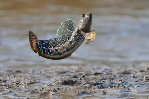 Mudskipper Foto stock